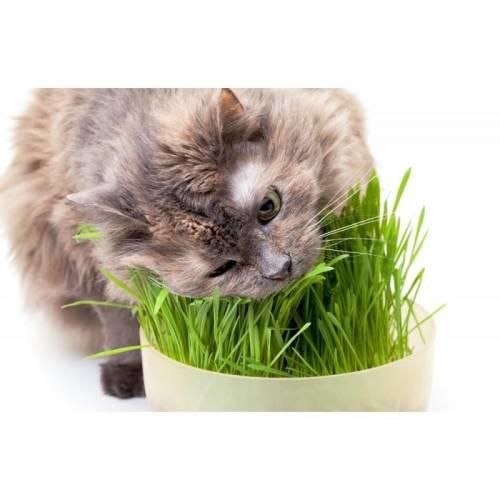 Gardenmix Büyük Kutu Kedi Çimi