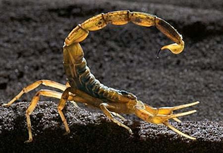 The Deathstalker