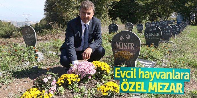 Samsun'da Kurulan Türkiye'nin En Büyük Evcil Hayvan Mezarlığı