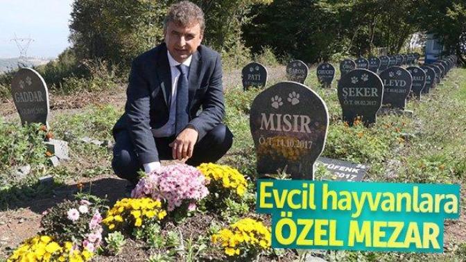 Samsun'da Kurulan Türkiye'nin En Büyük Evcil Hayvan Mezarlığı