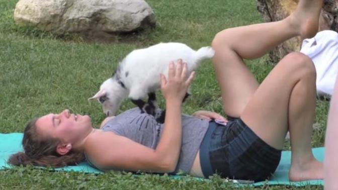 ABD'nin Yeni Trendi: Keçi Yogası