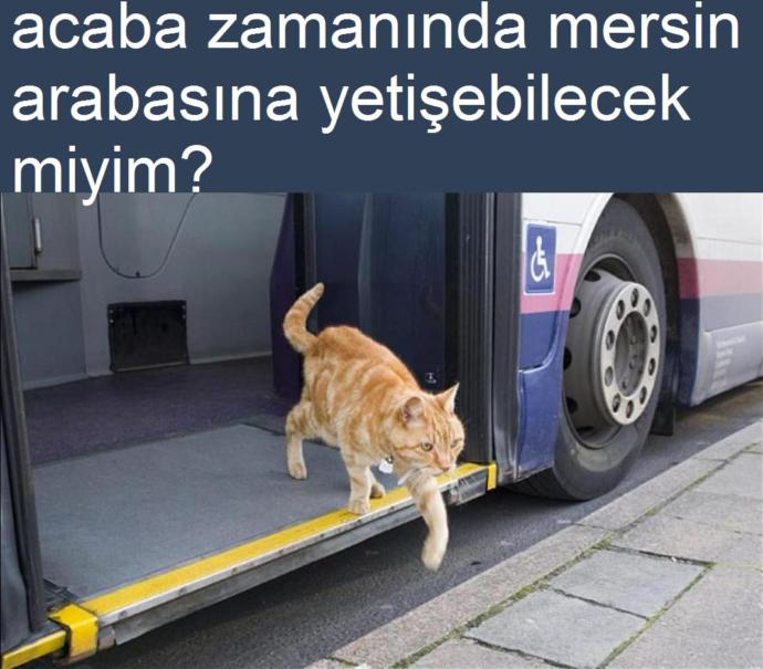 Kedilerin Buluşma Noktası: Miyavpark