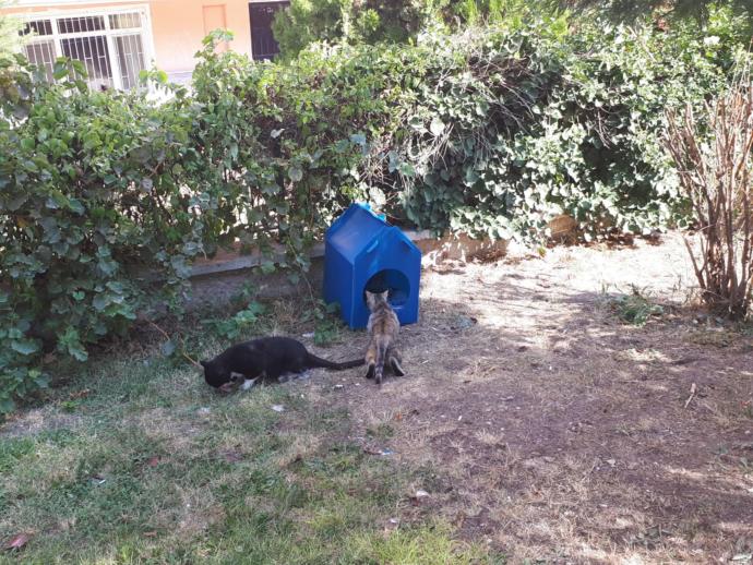 Sokak kedileri için su geçirmez kedi evi