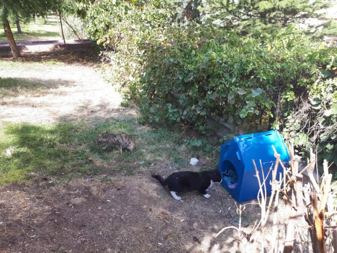 Sokak kedileri için su geçirmez kedi evi