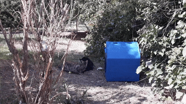 4 Ekim Hayvanları Koruma Günü'nde KizlarSoruyor Olarak Kedi Evi Kurduk!