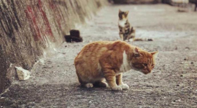 Minicik Bir Kalbi Sevindirip Mutlu Olmanın Yolları!