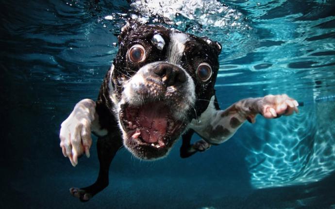 Profesyonel Su Altı Fotoğrafı Çekmek İsteyenlere Öneriler