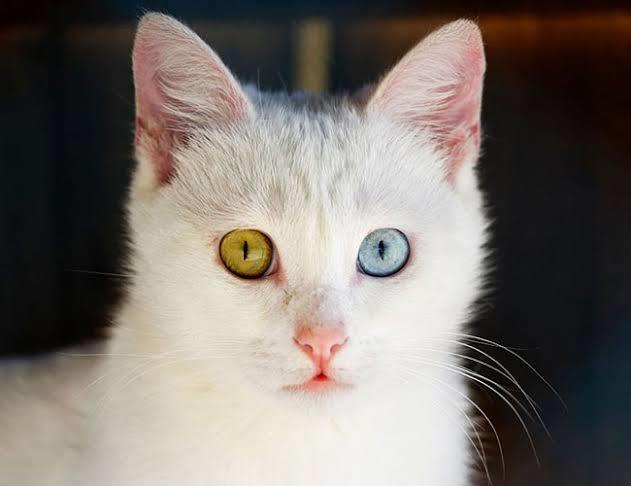 İdeal Kadın Vücudu Algısının Ülkeden Ülkeye Nasıl Değiştiğini Gösteren Photoshop Çalışmaları
