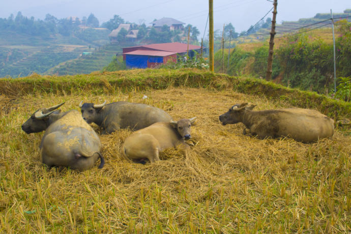 Asya'nın En İlginç Ülkelerinden Biri: Vietnam