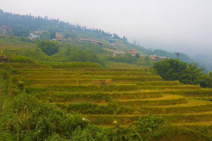 Pirinç tarlaları