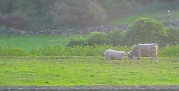 KizlarSoruyor'da Üyelerimize Komik Bir Soru Sorduk, İşte O İlk Şok Anları