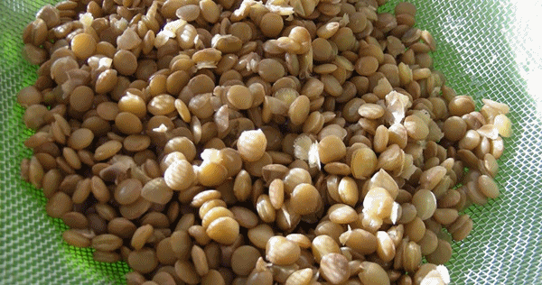 haşlanmış mercimek