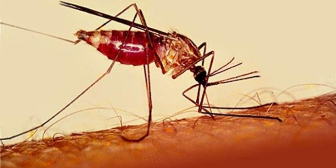 Genetiği Değiştirilmiş Sivrisinekler Sıtma Mikrobuna Karşı Doğaya Bırakılacak