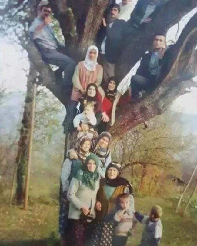 Soy ağacı