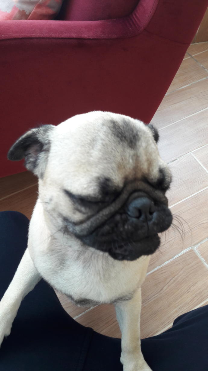 Evde Köpek Beslemeye Karar Verenlerin Öncelikli Olarak Alması Gereken 3 Malzeme