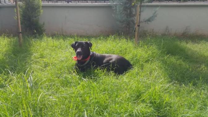 Evde Köpek Beslemeye Karar Verenlerin Öncelikli Olarak Alması Gereken 3 Malzeme