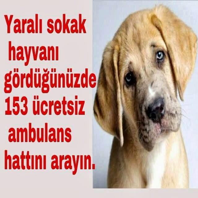 Sokaktaki Dostlarımızı Unutmayalım! Onlara Yardım İçin Öneriler