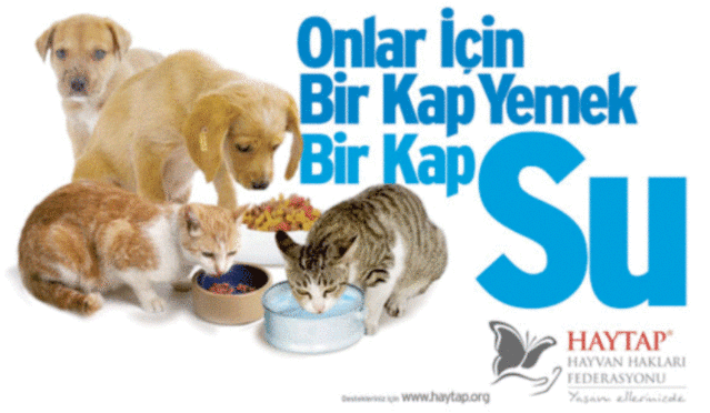 Sokaktaki Dostlarımızı Unutmayalım! Onlara Yardım İçin Öneriler