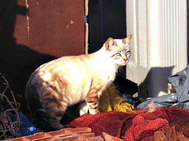 Bir gezginin ''Kedi Günlüğü'' ile tanışmaya hazır mısınız?