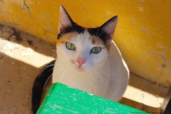 Bir gezginin ''Kedi Günlüğü'' ile tanışmaya hazır mısınız?