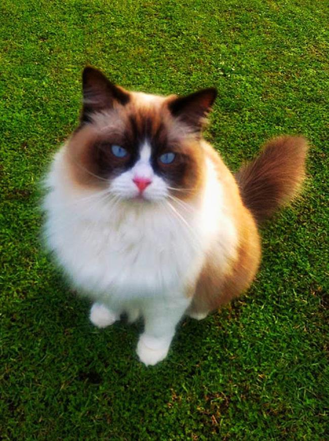 Bir gezginin ''Kedi Günlüğü'' ile tanışmaya hazır mısınız?