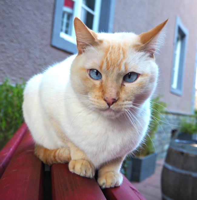 Bir gezginin ''Kedi Günlüğü'' ile tanışmaya hazır mısınız?