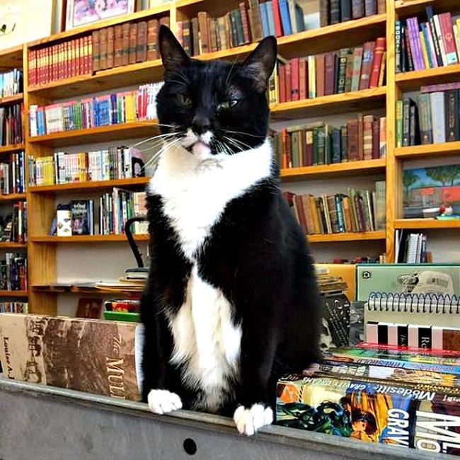 Bir gezginin ''Kedi Günlüğü'' ile tanışmaya hazır mısınız?