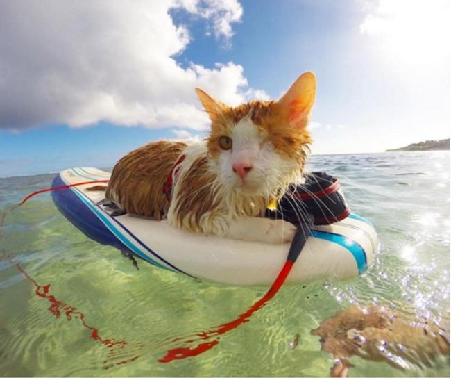 Bir gezginin ''Kedi Günlüğü'' ile tanışmaya hazır mısınız?
