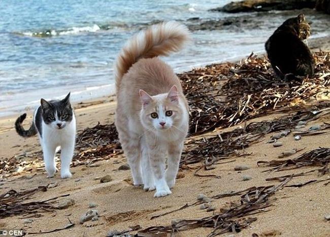 Bir gezginin ''Kedi Günlüğü'' ile tanışmaya hazır mısınız?