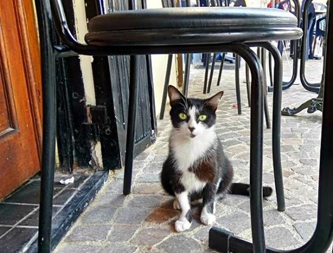 Bir gezginin ''Kedi Günlüğü'' ile tanışmaya hazır mısınız?