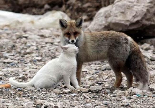Bir gezginin ''Kedi Günlüğü'' ile tanışmaya hazır mısınız?