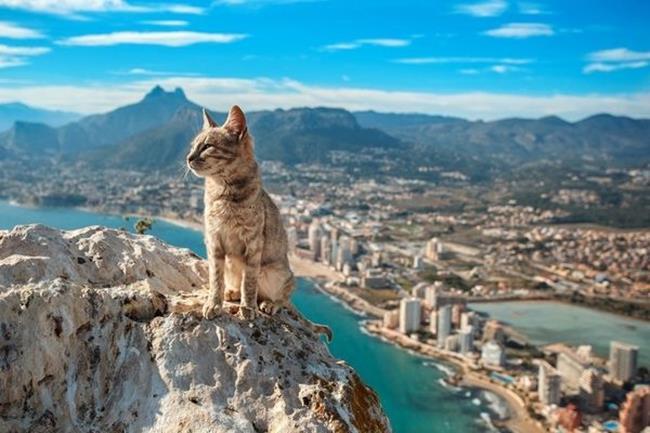 Bir gezginin ''Kedi Günlüğü'' ile tanışmaya hazır mısınız?
