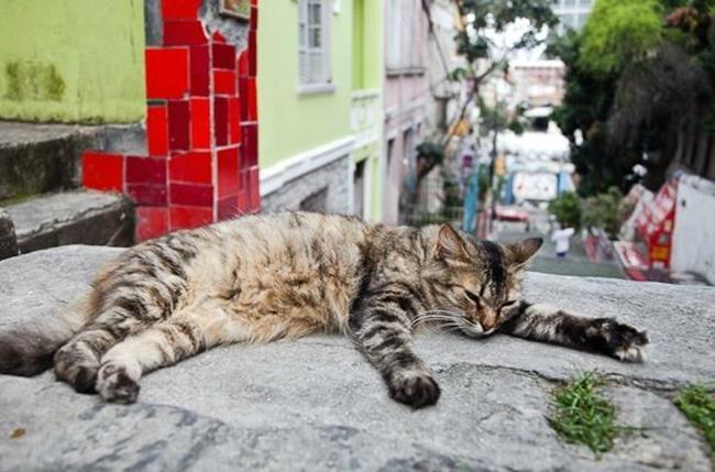 Bir gezginin ''Kedi Günlüğü'' ile tanışmaya hazır mısınız?