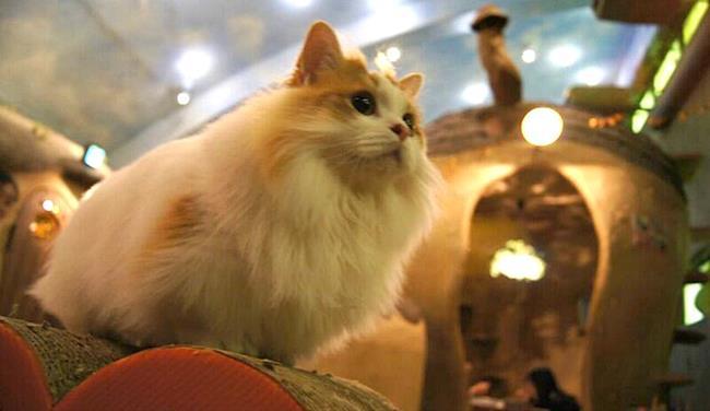 Bir gezginin ''Kedi Günlüğü'' ile tanışmaya hazır mısınız?