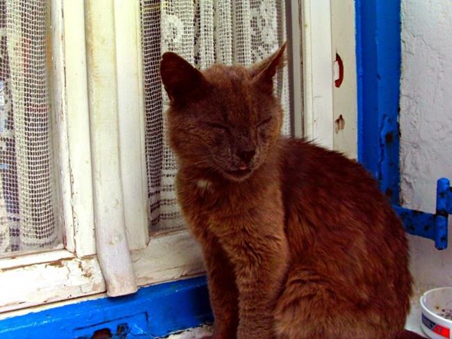 Bir gezginin ''Kedi Günlüğü'' ile tanışmaya hazır mısınız?