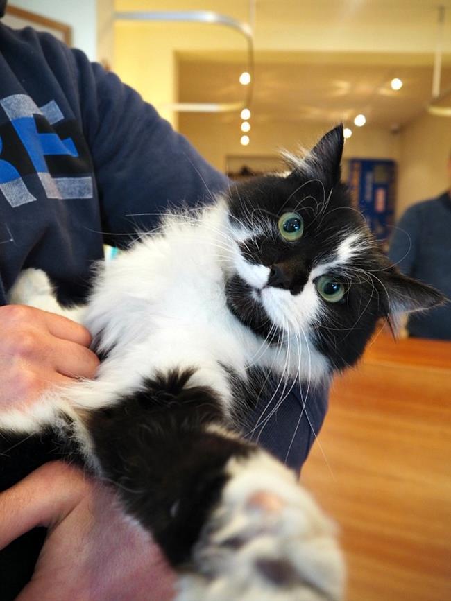 Bir gezginin ''Kedi Günlüğü'' ile tanışmaya hazır mısınız?