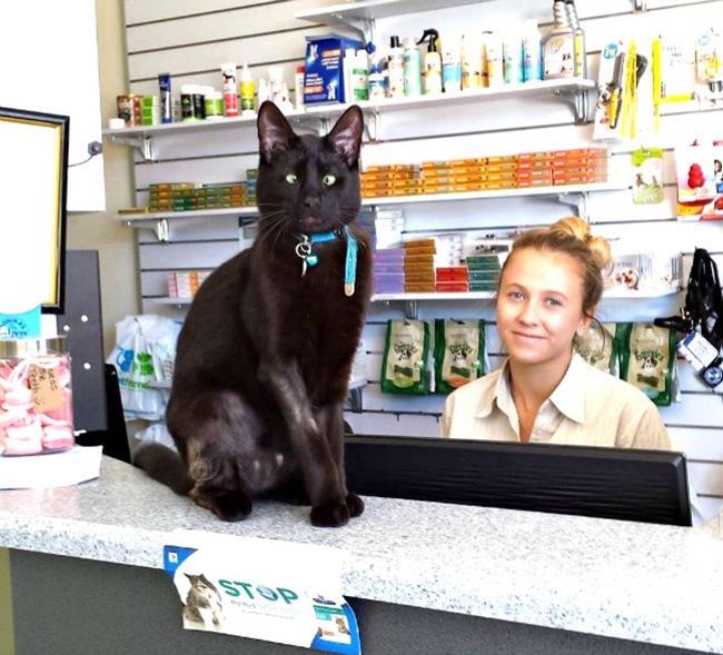 Bir gezginin ''Kedi Günlüğü'' ile tanışmaya hazır mısınız?