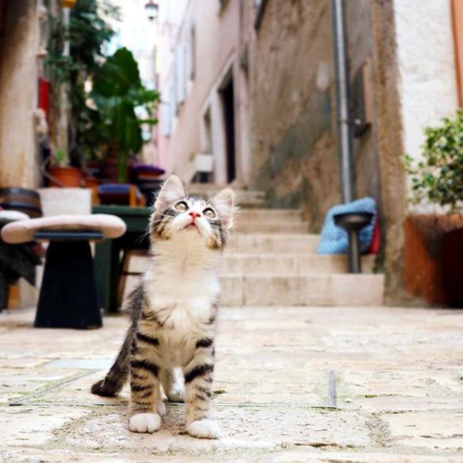 Bir gezginin ''Kedi Günlüğü'' ile tanışmaya hazır mısınız?