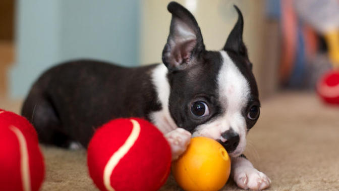 Biricik Köpek Dostlarımız İçin Birbirinden Eğlenceli, Birbirinden Kaliteli Ve Kendileri Kadar Tatlı Oyuncakları Listeledim!