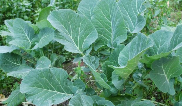 Pancar (Karalahana) Çorbası Nasıl Yapılır?