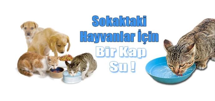 Sokaklarda Yaşayan Patili Dostlarımız İçin Neler Yapabiliriz?