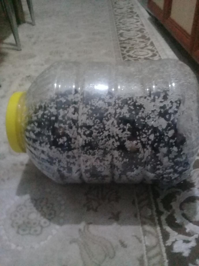 Kahvaltıların Kara Çocuğu, Gönlümüzün Siyahi Prensi Siyah Zeytin Evde Nasıl Yapılır?