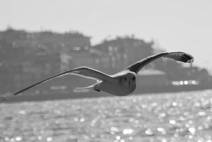 Zincirlerinizi Kırdıracak Bir Özgürlük Kitabı: Martı Jonathan Livingston