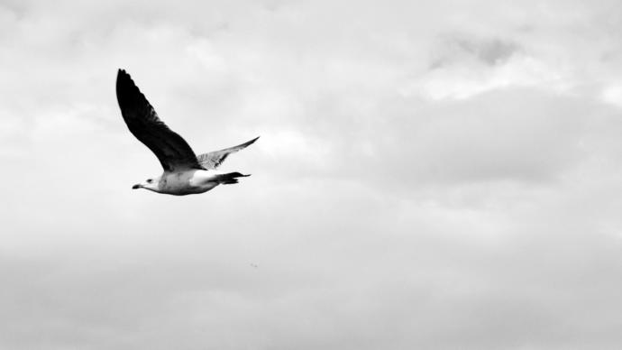 Zincirlerinizi Kırdıracak Bir Özgürlük Kitabı: Martı Jonathan Livingston