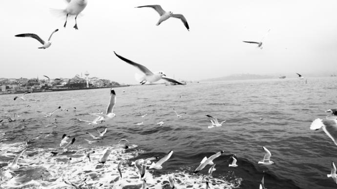 Zincirlerinizi Kırdıracak Bir Özgürlük Kitabı: Martı Jonathan Livingston