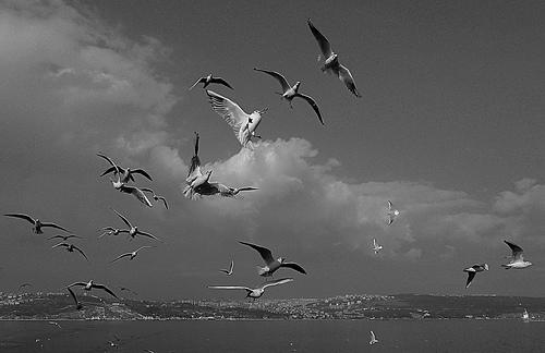 Zincirlerinizi Kırdıracak Bir Özgürlük Kitabı: Martı Jonathan Livingston