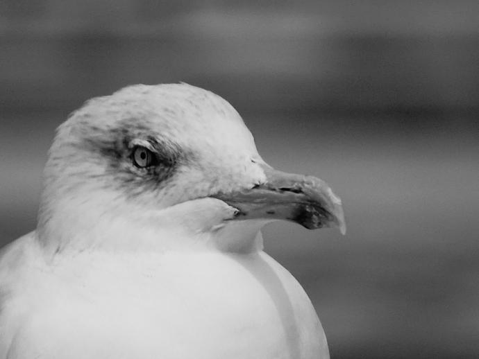 Zincirlerinizi Kırdıracak Bir Özgürlük Kitabı: Martı Jonathan Livingston