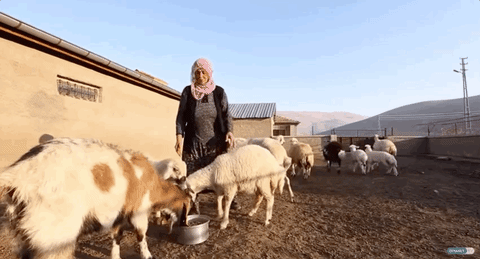 Bir Anadolu Kadını Afife Teyzenin En Büyük Derdi