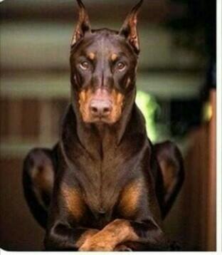 Bu Köpek Çok Yakışıklı: Doberman Asaletinde Olan Bu Köpeğe Gel Kuçu Kuçu Denir mi? Sorusuna Verilmiş En Komik Cevaplar