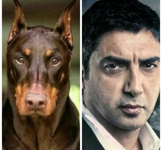 Bu Köpek Çok Yakışıklı: Doberman Asaletinde Olan Bu Köpeğe Gel Kuçu Kuçu Denir mi? Sorusuna Verilmiş En Komik Cevaplar